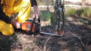 How Our Tree Care Process Works  in  Lyons, CO