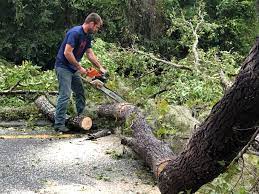 Best Lot and Land Clearing  in Lyons, CO