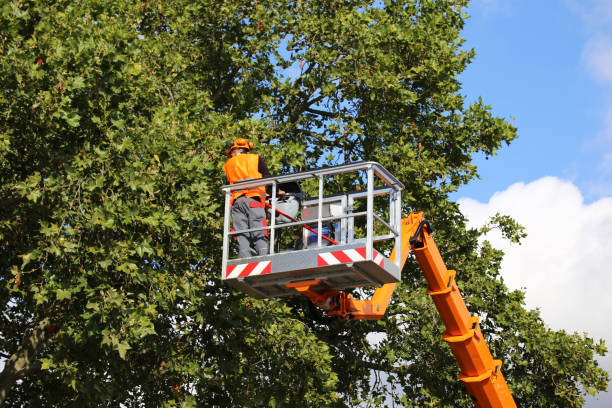 Best Tree Risk Assessment  in Lyons, CO