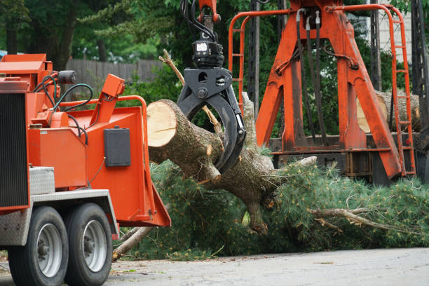 Best Arborist Consultation Services  in Lyons, CO