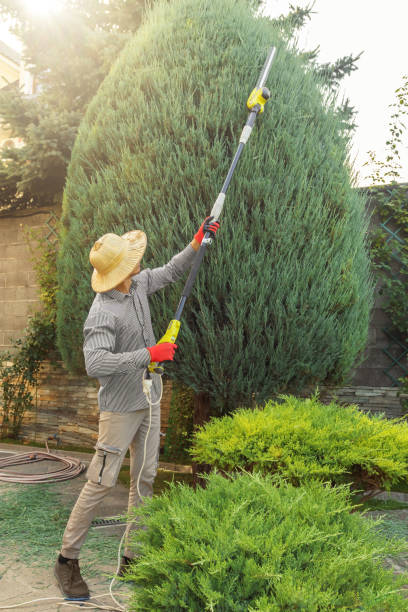 Best Fruit Tree Pruning  in Lyons, CO