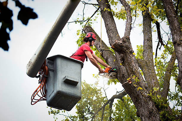 Trusted Lyons, CO Tree Care Services Experts