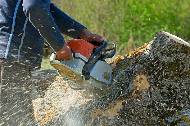 Best Leaf Removal  in Lyons, CO