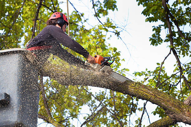 Best Tree Maintenance Programs  in Lyons, CO