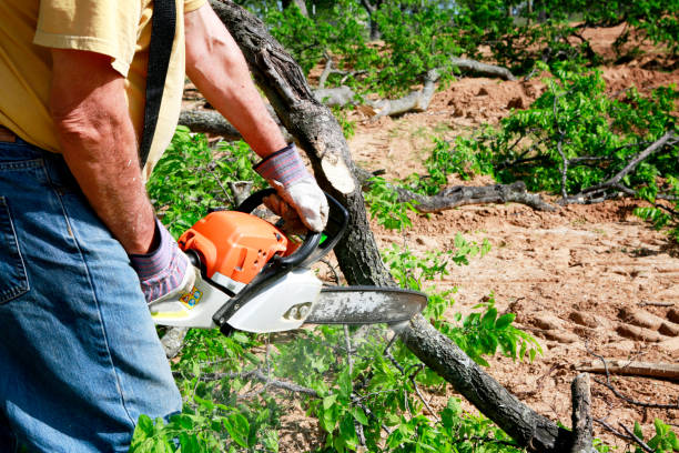 Best Stump Grinding and Removal  in Lyons, CO